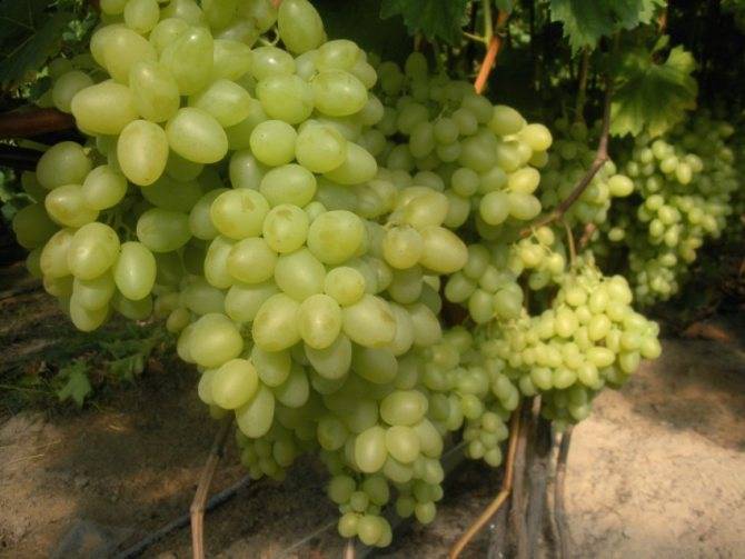 Виноград аркадия: характеристика и описание, посадка и уход