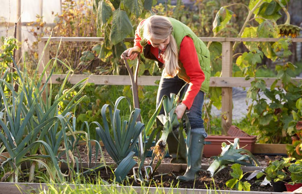 Особенности посадки чеснока и редиса в сентябре: что еще посадить на огороде в начале осени