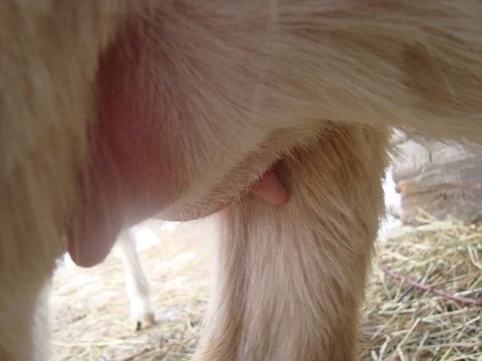 Как правильно запустить козу перед окотом — инструкция