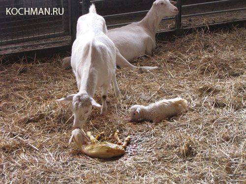 ᐉ коза после окота дает мало молока: что делать? способы раздоя - zooon.ru