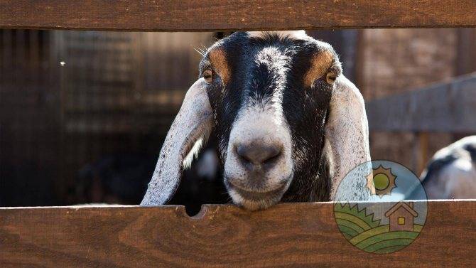 Порода нубийские козы: фото, отзывы и описание. характеристики породы, сколько молока можно получить, содержание коз.