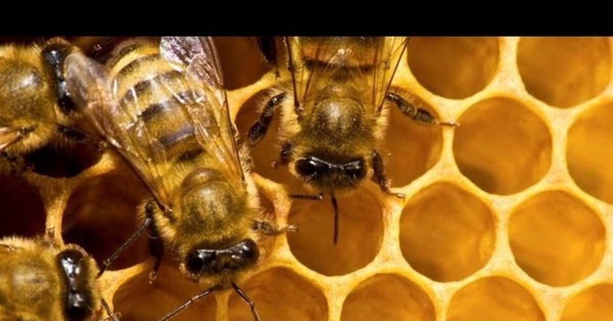Пчелиные соты: структура, свойства, польза, хранение