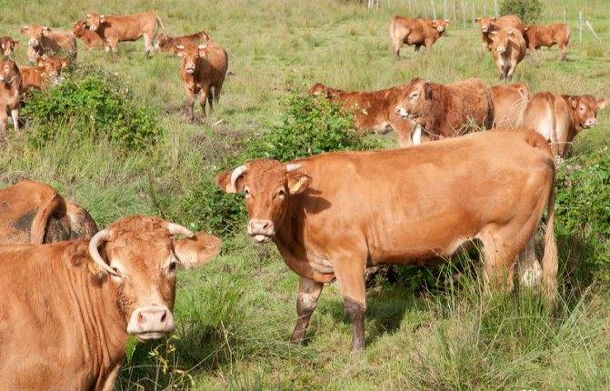 Как разводить лимузинскую породу коров и быков?