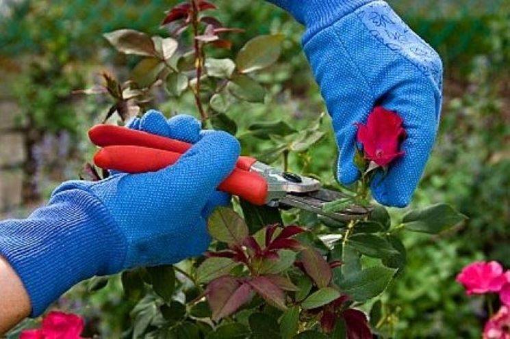 4 типичные ошибки при выращивании роз | ogorodnik.com