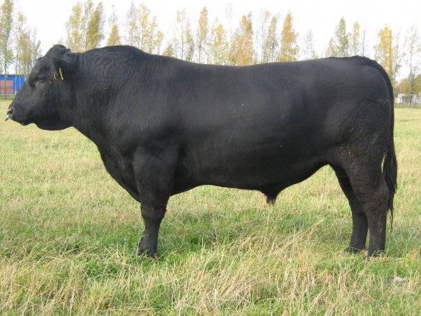 Абердин-ангусская порода коров: характеристика крс, содержание и разведение, уход