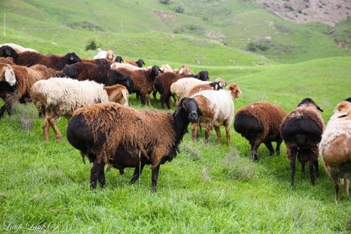 Все что стоит знать фермеру об овцах гиссарской породы