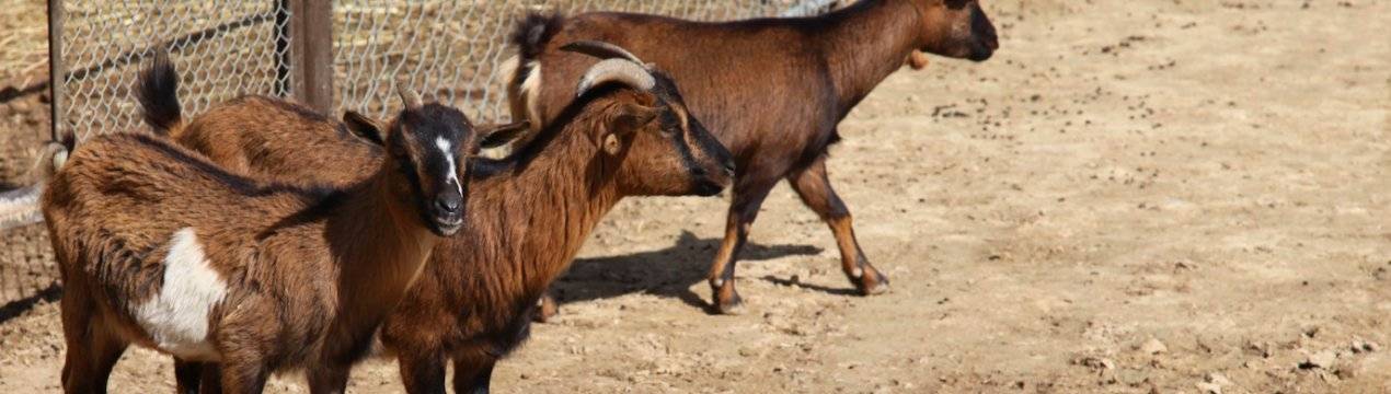 Камерунские карликовые козы – фото, описание, особенности содержания породы