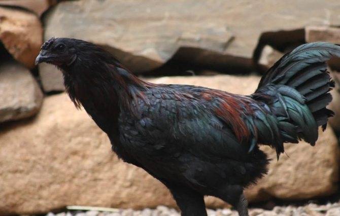 Порода черных кур, которая несет черные яйца: существуют ли, описание, фото