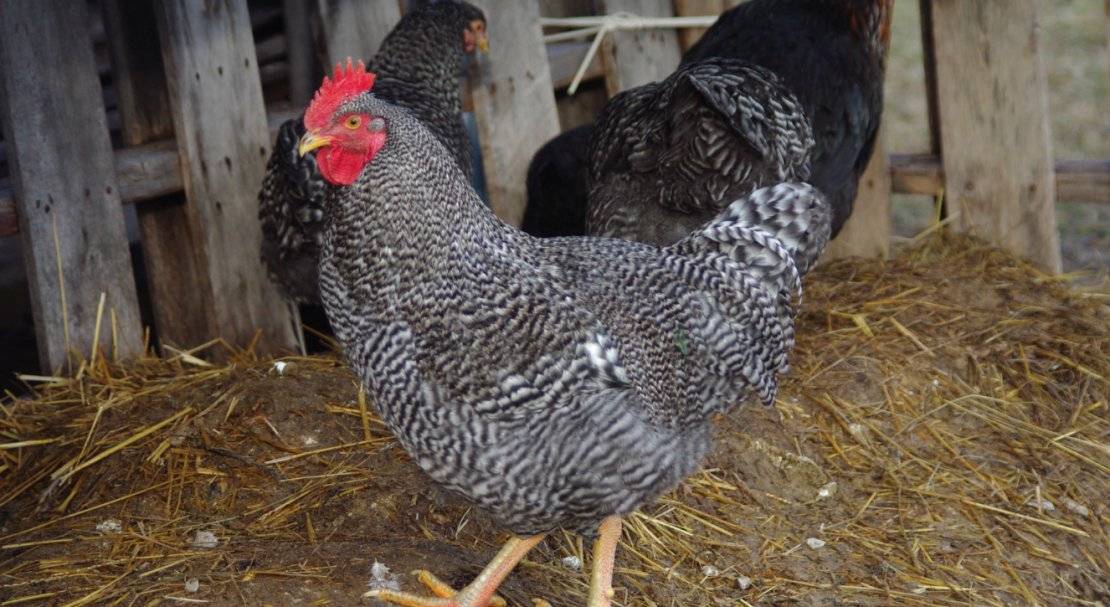 Курица плимутрок – описание породы и особенности содержания
курица плимутрок – описание породы и особенности содержания