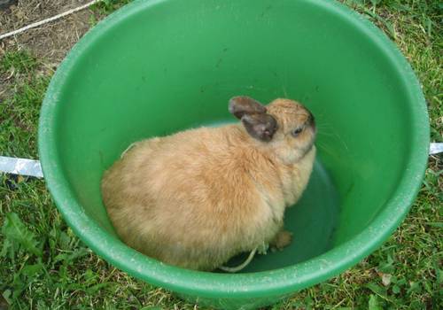 Можно ли купать кролика — вся суть