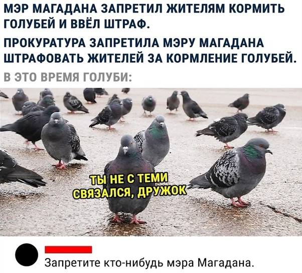 Почему нельзя кормить голубей на улице, чем это опасно для людей и птиц, можно ли им хлеб