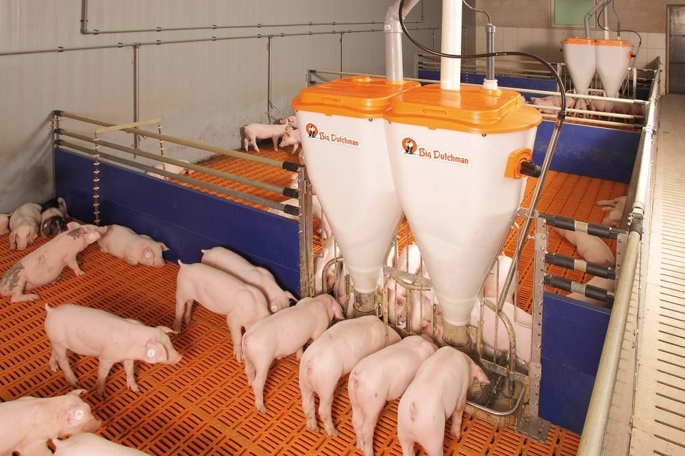 Кормление свиней: рационы, нормы, подготовка кормов