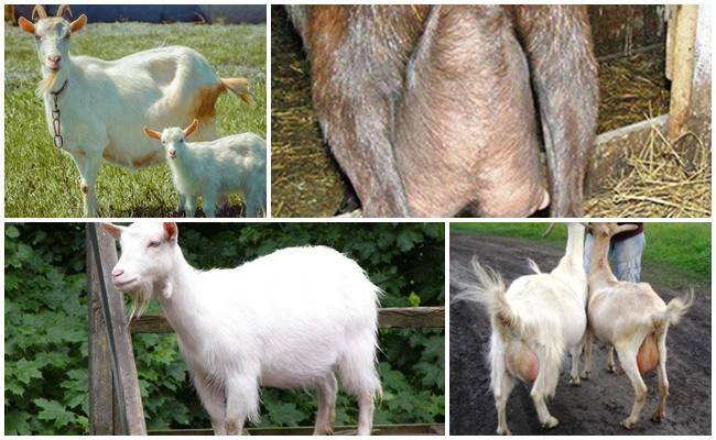 Разведение коз: основные виды и особенности бизнеса