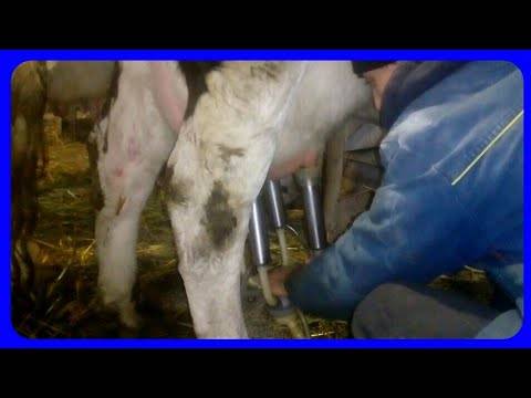 Кормление крс | кормление коров в первые дни после отела