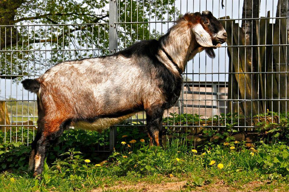 Англо-нубийские козы: описание, характеристики и условия содержания породы