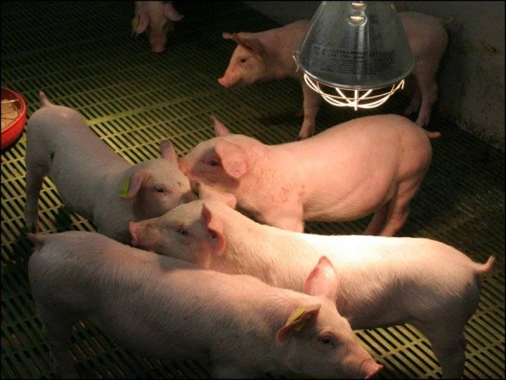 Правильный откорм свиней в домашних условиях