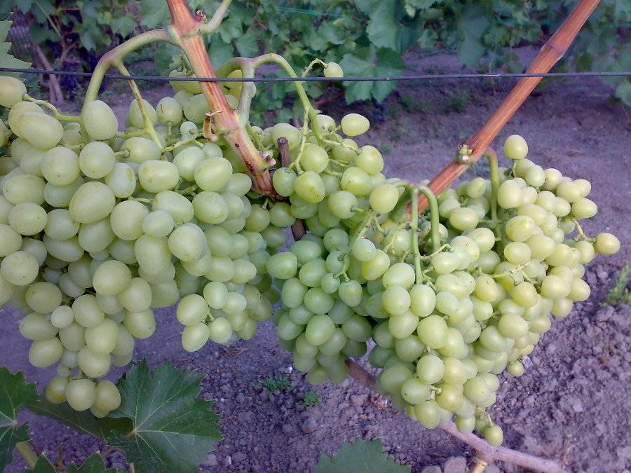 Виноград аркадия — неустанный труженик наших виноградников