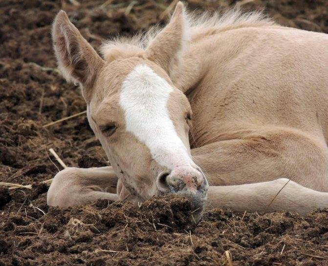 Сон лошадей или как спят скакуны