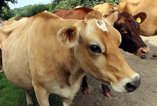 Плюсы и минусы коровы джерсейской породы в животноводстве