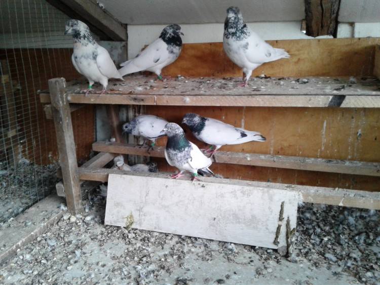 Разведение голубей в домашних условиях для начинающих