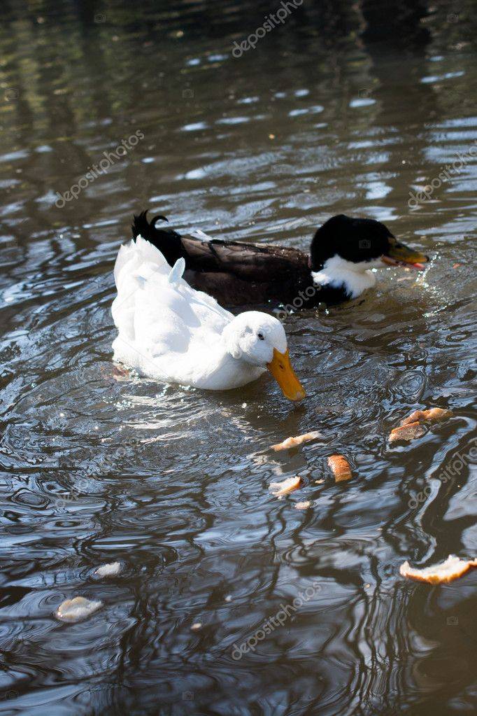 Почему утка плавает: что помогает не намокать в воде и интересные особенности