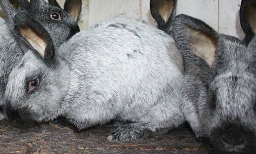 Особенности кролика породы полтавское серебро