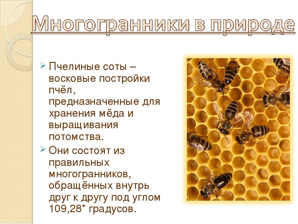 Как пчелы делают соты и для чего они нужны? | parnas42.ru