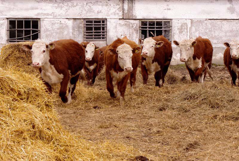 Коровы породы герефорд, их характеристика и описание, фото