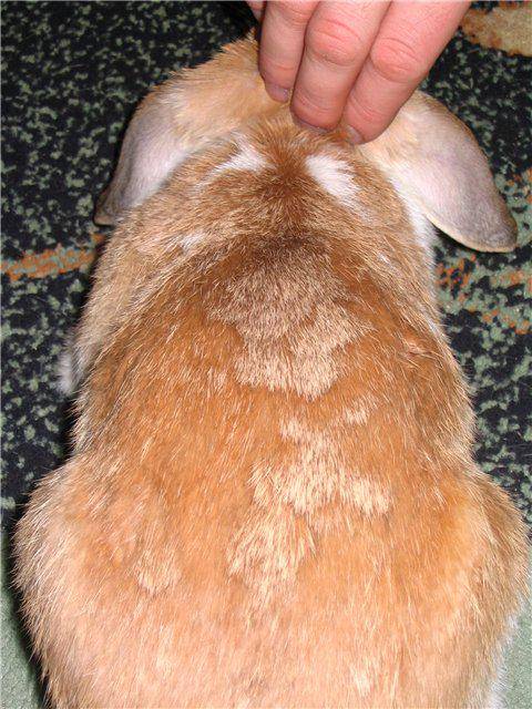 Пододерматит (раны, мозоли на лапах) у кроликов | кролик дома