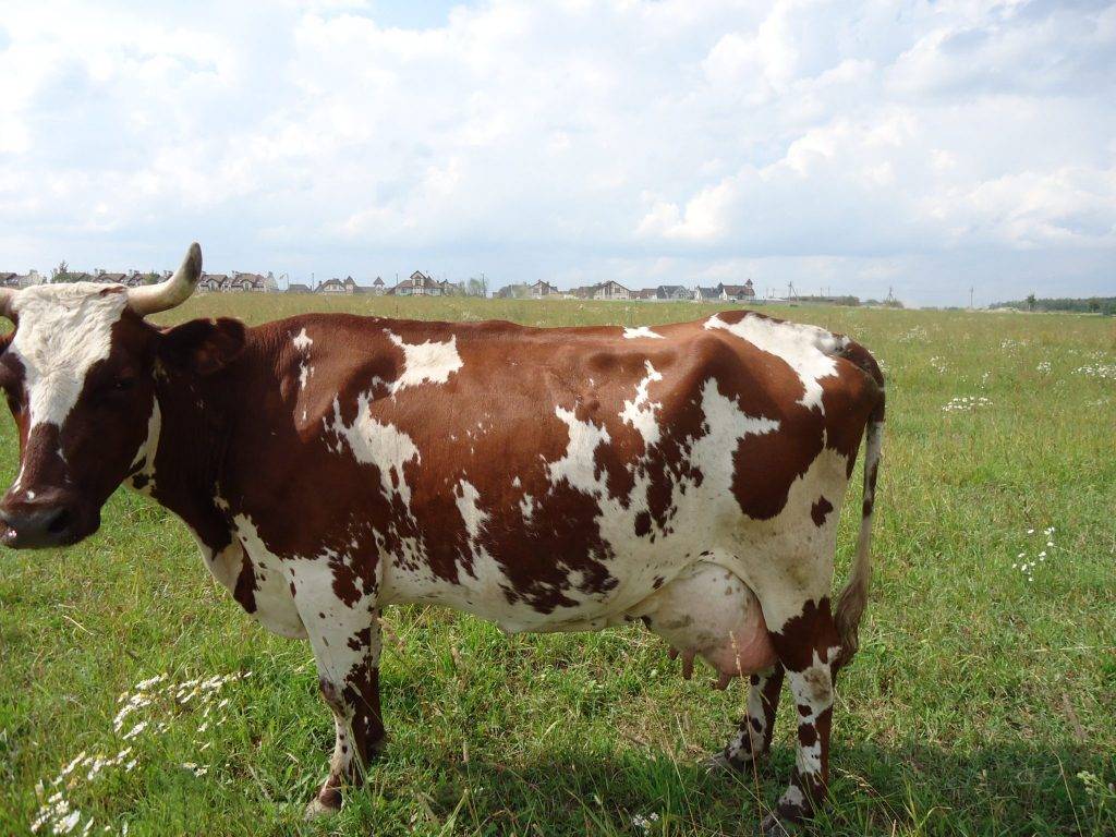 ᐉ айрширская порода коров: описание и характеристика - zooon.ru