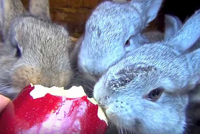 ᐉ можно ли кроликам давать яблоки? - zooon.ru