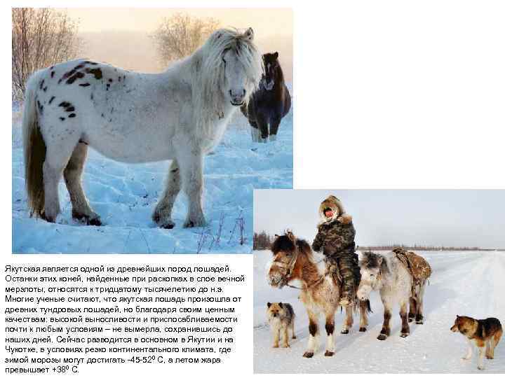 Якутская лошадь: описание породы, уход и интересные факты