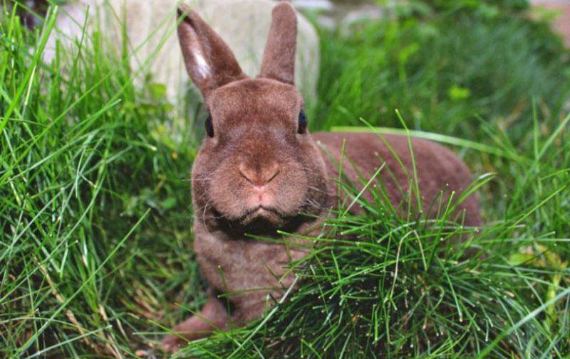 Декоративные кролики: сколько лет в домашних условиях живут карликовые кролики и как продлить их долголетие