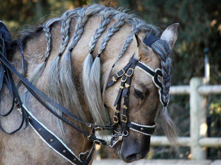 Как назвать лошадь: красивые клички для мальчика и девочки
