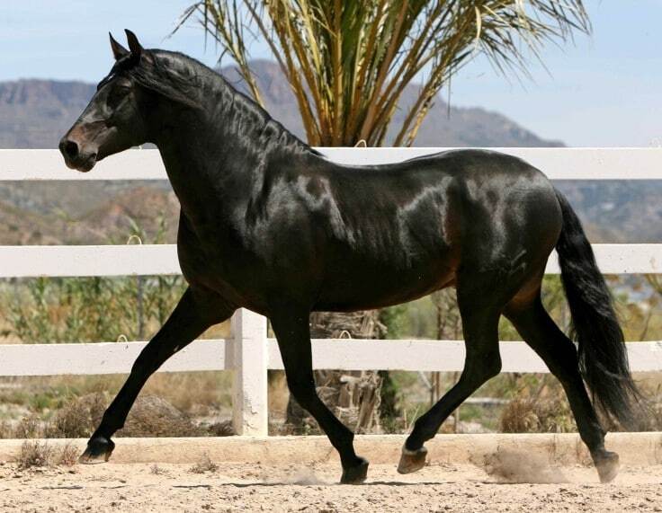 21 самая красивая порода лошадей