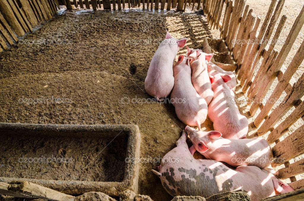 Современные системы кормления свиней – этапы разработки стратегии роста