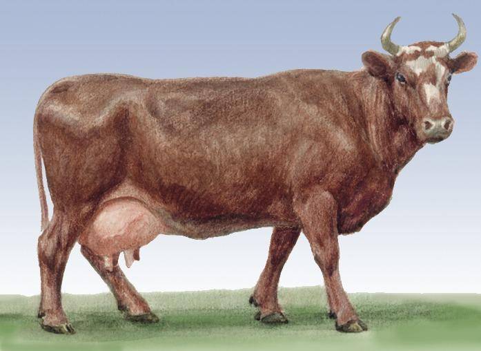 Красная степная порода коров: характеристики, фото телок и быков, количество молока, особенности отела и отзывы о телятах — moloko-chr.ru