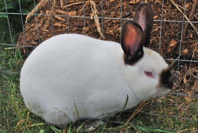 Калифорнийские кролики: все о породе и правилах содержания