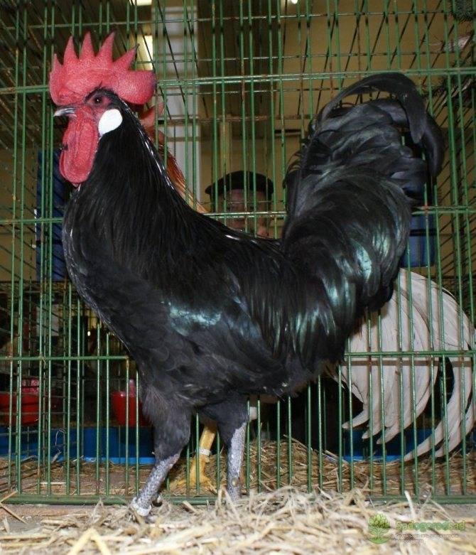 Минорка: порода кур, описание внешнего вида с фото и видео