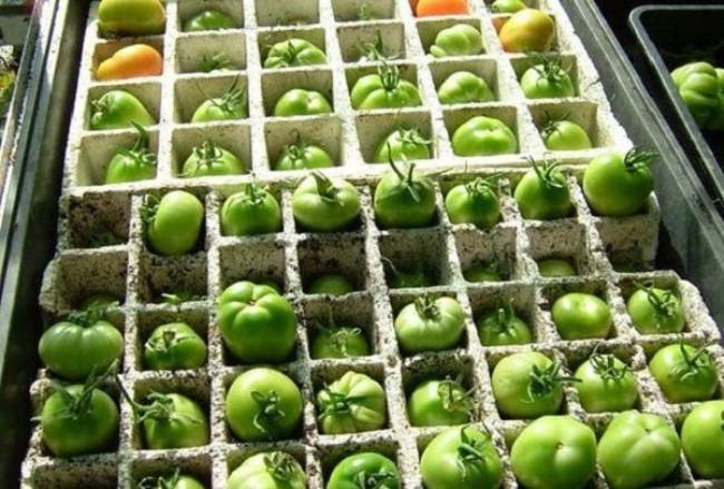 Как сохранить зеленые помидоры до покраснения