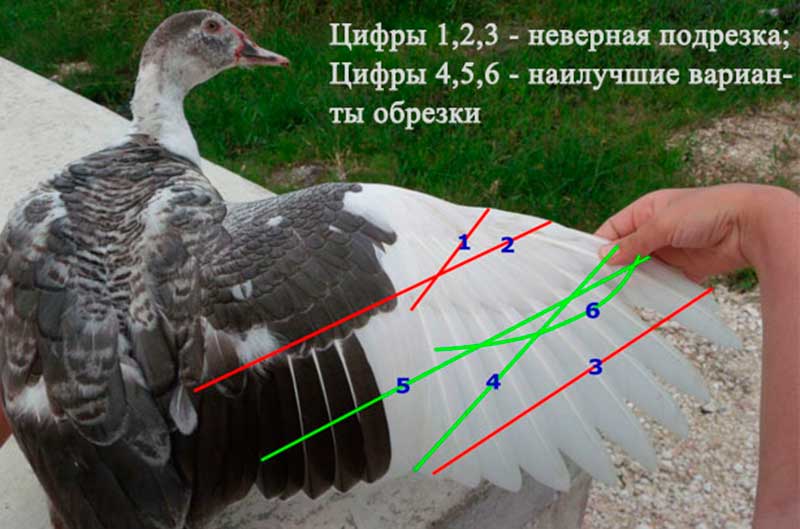 Как подрезать крылья уткам: как правильно и в каком возрасте делать