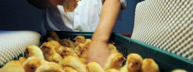 Как выводить цыплят естественным путем?