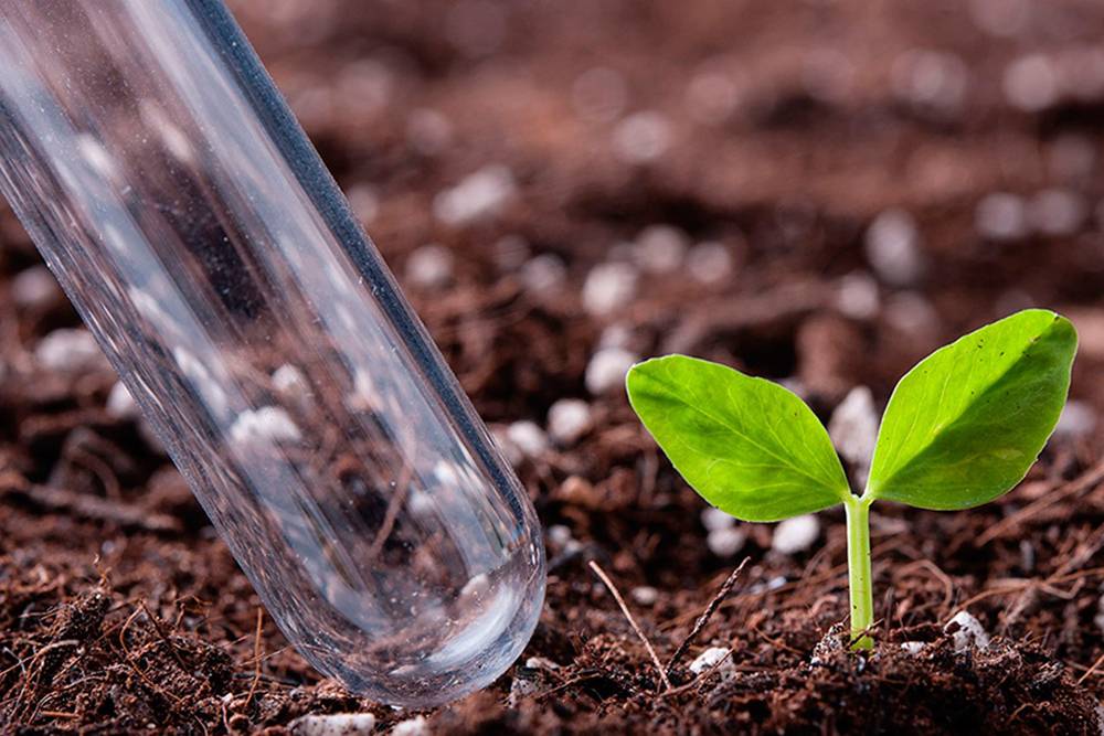 6 экологически безопасных способов повысить плодородие почвы