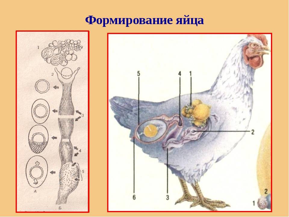 Как размножаются курицы,как петух оплодотворяет курицу,оплодотворение у птиц строение половой системы и органа
