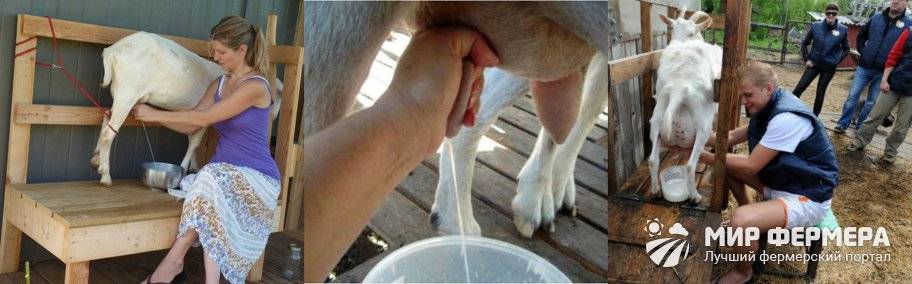 Как доить козу: ручной метод и доильный аппарат