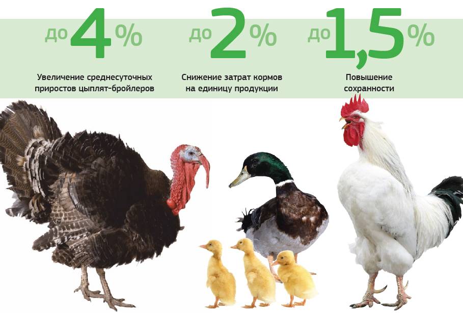 Сколько живет курица: жизненный цикл кур, как продлить жизнь курице