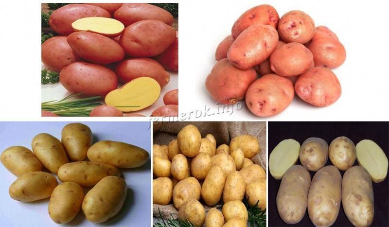 Картофель "импала": описание сорта, фото, отзывы