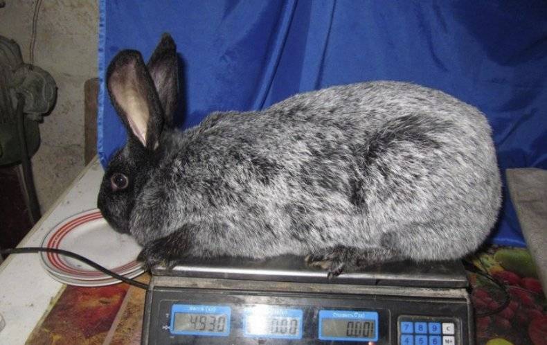 Полтавское серебро - кролики этой породы и их разновидности, описание и характеристика, особенности разведения и ухода