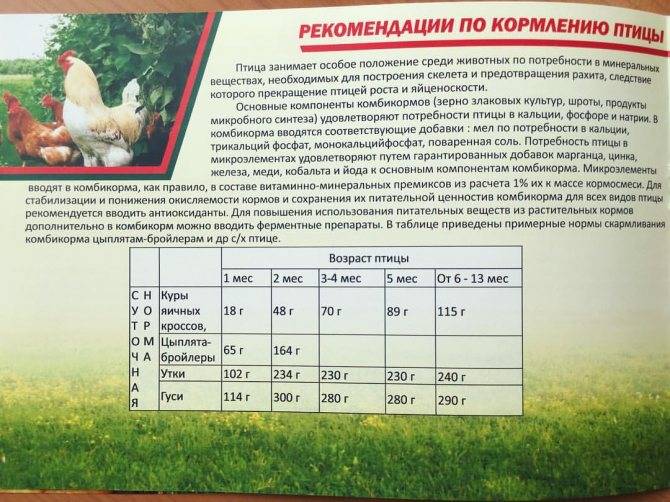 Описание и состав лучших витаминных комплексов для цыплят, дозировка
