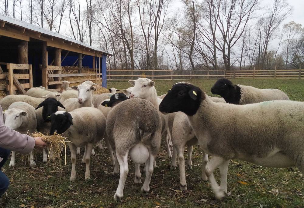 Овцы породы дорпер — особенности разведения